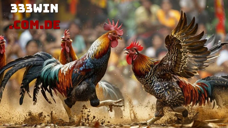 Đá Gà 333win – Tâm điểm giải trí đỉnh cao với đấu trường chiến kê hấp dẫn